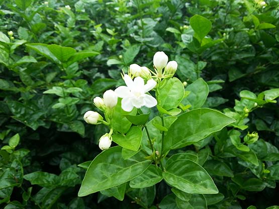 Trà Lài - Nhài Cung Đình Tại Hà Nội