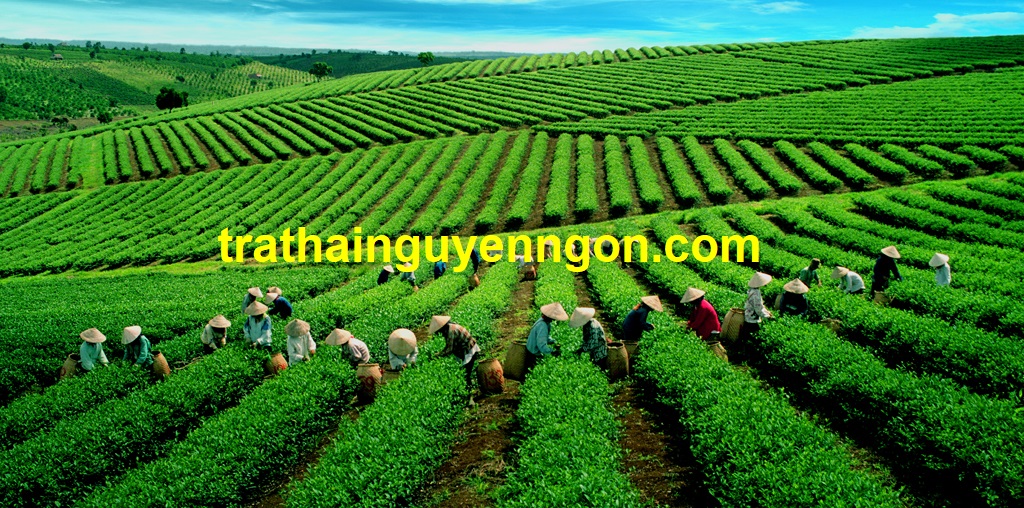 Trà Ô Long A Lan Nhã Tại Hà Nội